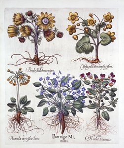 Ipheion Rolf Fiedler Lentester, Dotterbloem, Pseudo Helleborus, Driekleurig Viooltje en Sleutelbloem, uit Hortus Eystettensis, door Basil Besler, 1613 door German School