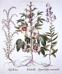 Jamaica Zuring, Klokjesbloem en Prikkelige Zoutkruid, uit Hortus Eystettensis, door Basil Besler, 1613 door German School
