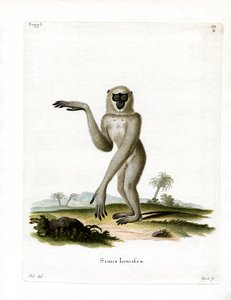 Javaanse Zilvergibbon
