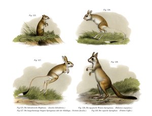 Jerboa, 1860 door German School