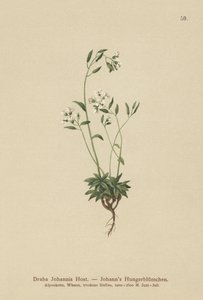 Johns Nagelkruid