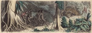 Jungle in Brazilië