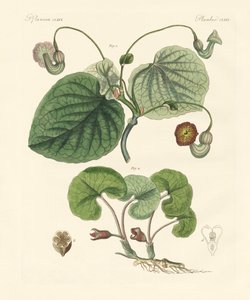 Soorten aristolochia planten