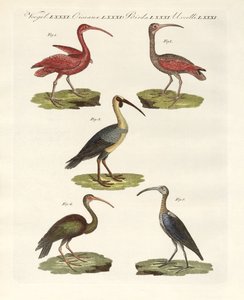 Soorten ibis