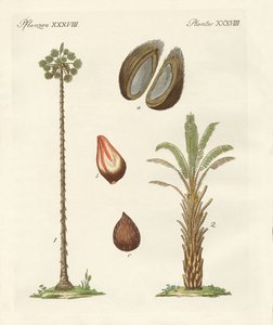 Soorten palmen
