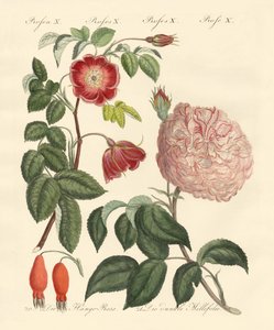 Soorten rozen