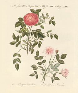 Soorten rozen