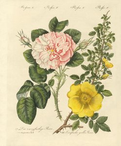 Soorten rozen