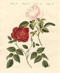 Soorten rozen door German School