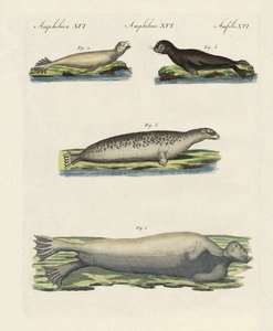 Soorten zeehonden