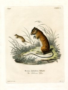 Labrador springmuis