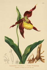 Vrouwenschoen (Cypripedium Calceolus)