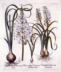 Late Hyacint en Ster van Bethlehem, uit Hortus Eystettensis, door Basil Besler, 1613 door German School