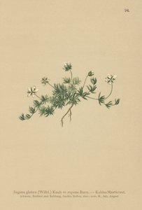 Lawn Pearlwort