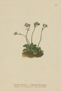 Bladloze Veronica door German School