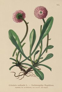 Bladloze Kogelbloem (Globularia nudicaulis) door German School