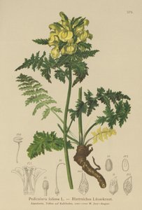 Bladige Ratelaar (Pedicularis foliosa)