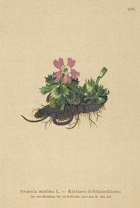 Kleine Sleutelbloem (Primula minima, Auriculastrum primula, Primula veris) door German School