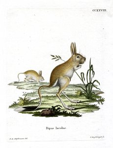 Kleine Egyptische jerboa