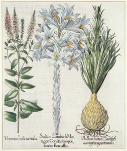 Lelie: 1.Sultan Zambach Martagon Constantinopolitanum flore albo 2.Veronica recta carnlea 3.Bol Sultan Zambach cuminfeunipartecaulis, uit Hortus Eystettensis door Basil Besler (1561-1629), pub. 1613