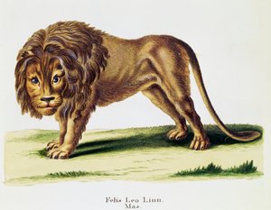 Leeuw (Felis leo), uit Zoogdieren geïllustreerd uit de natuur met beschrijvingen, door Johann Christian Daniel von Schreber (1739-1810), gravure door H I Tisroff, volume 3, tafel 97-A, Duitsland door German School