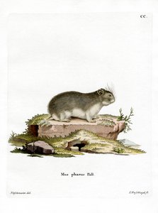 Kleine Grijze Hamster