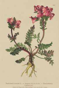 Langneusige Ratelaar (Pedicularis rostrata) door German School