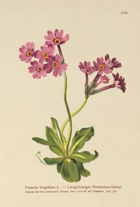 Langbloemige Sleutelbloem (Primula longiflora)