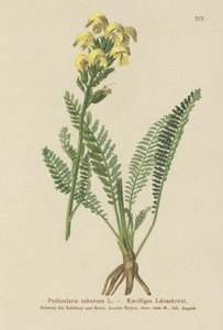 Langsnavelige Gele Ratelaar (Pedicularis tuberosa) door German School