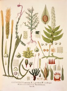 Lycopodium en Brachymenium, tafel XX uit 
