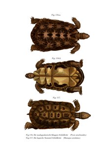 Madagaskische spinnen schildpad