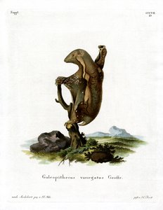 Maleise Vliegende Lemur door German School
