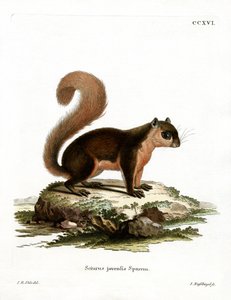 Maleise Eekhoorn