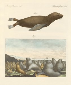 Zoogdieren