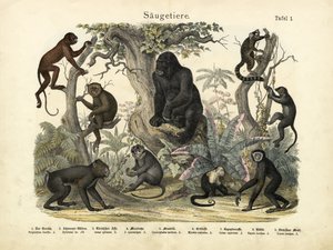 Zoogdieren, ca. 1860