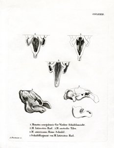 Zeekoeschedels