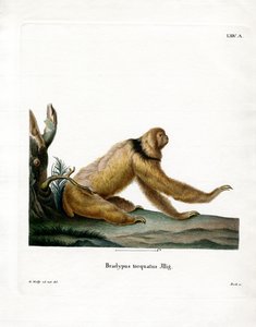 Manenluiaard
