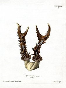 Berg Haas Geweien