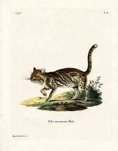 Gemarmerde Kat door German School