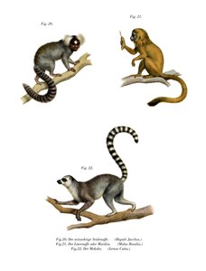 Marmoset, 1860 door German School