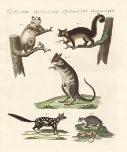 Buideldieren