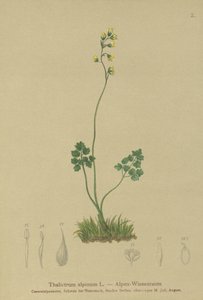 Weide-rue (Thalictrum alpinum) door German School