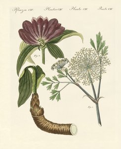 Medische planten