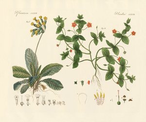 Medische planten