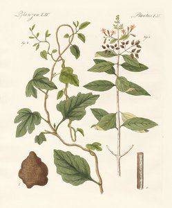 Medische planten door German School