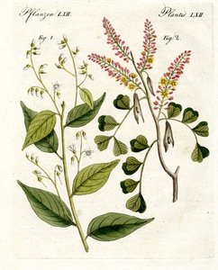 Medische planten