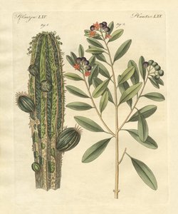 Medicinale planten door German School