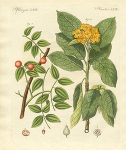 Medicinale planten door German School