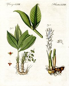 Medicinale planten door German School