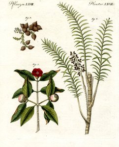 Medicinale planten door German School